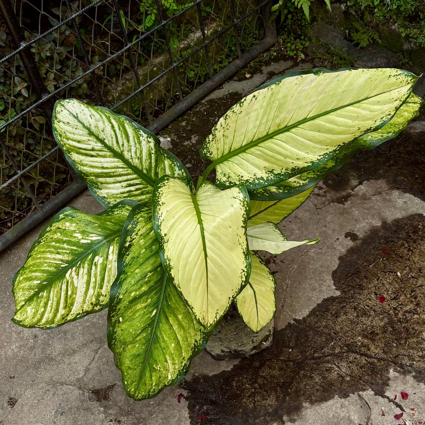 Dieffenbachia Rudolph Roehrs - Vivero Florecer