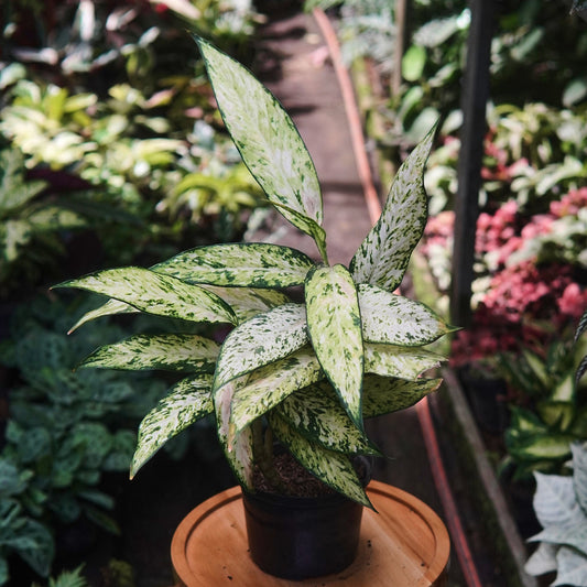 Dieffenbachia Star Bright - Vivero Florecer