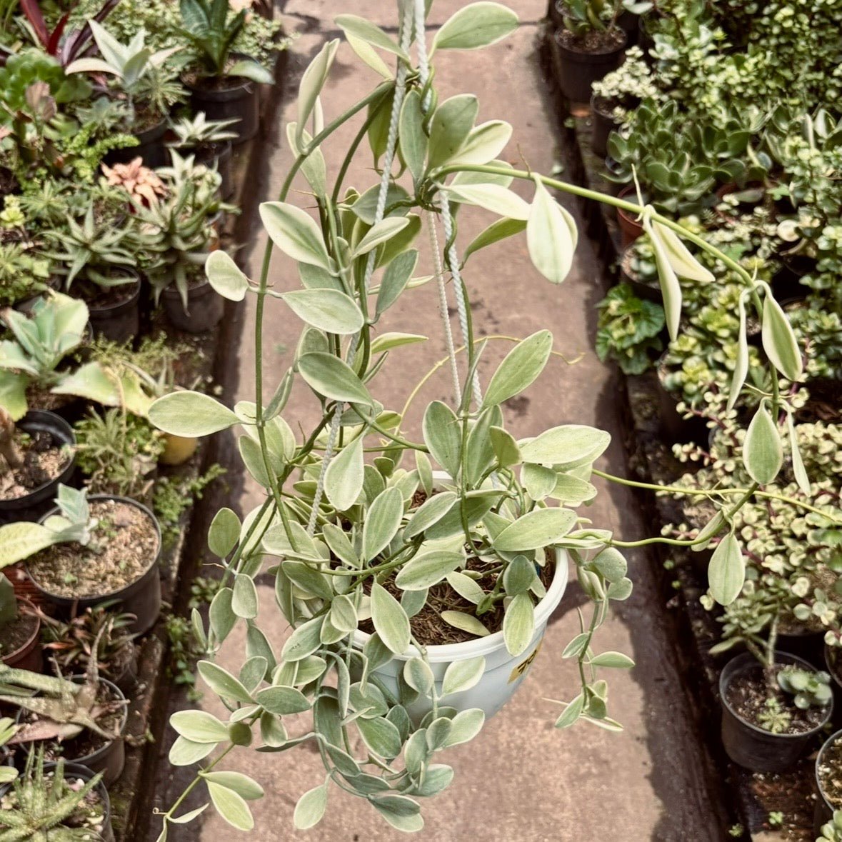 Dischidia Oiantha Variegada - Vivero Florecer