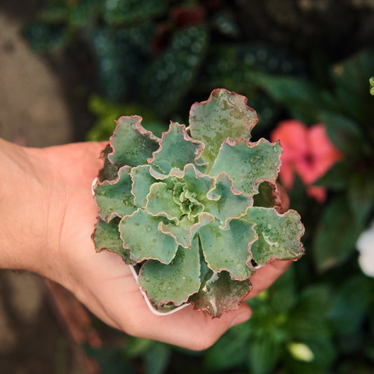 Dorothy - Vivero Florecer