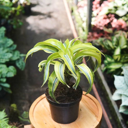 Dracaena Lemon Surprise - Vivero Florecer