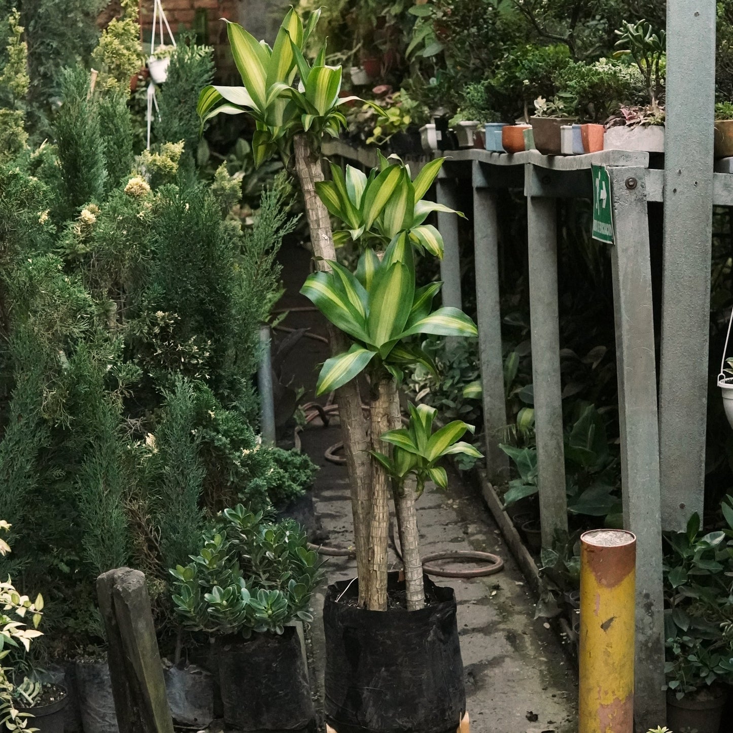 Dracaena Massangeana - Vivero Florecer