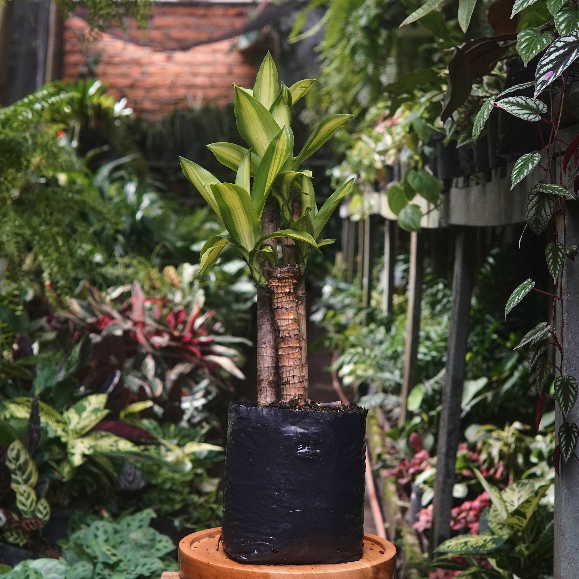 Dracaena Massangeana - Vivero Florecer