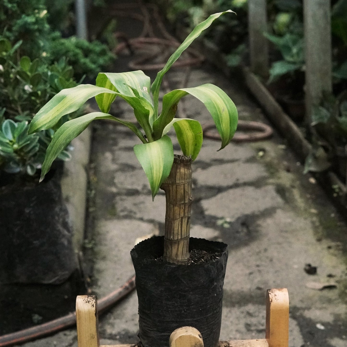 Dracaena Massangeana - Vivero Florecer