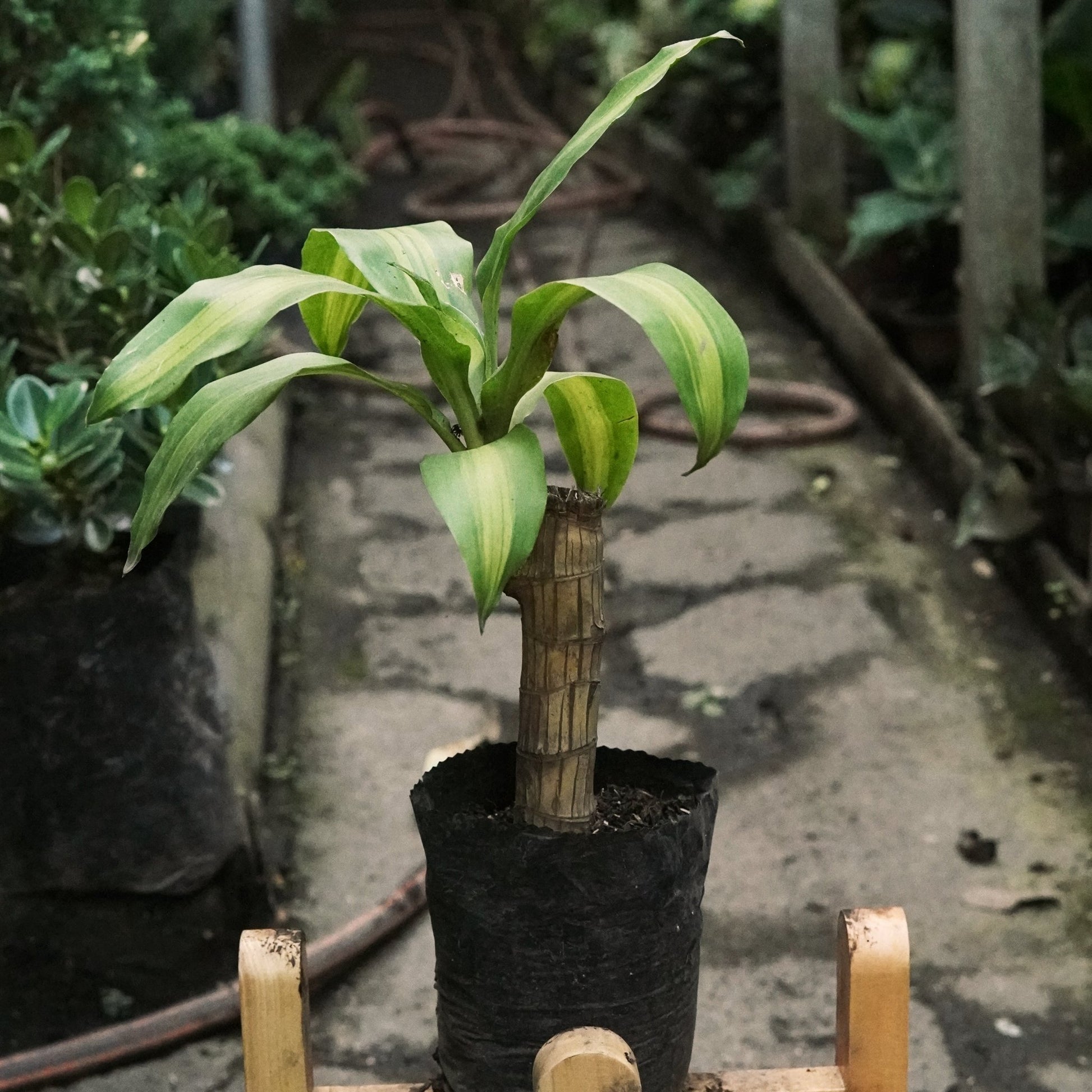 Dracaena Massangeana - Vivero Florecer