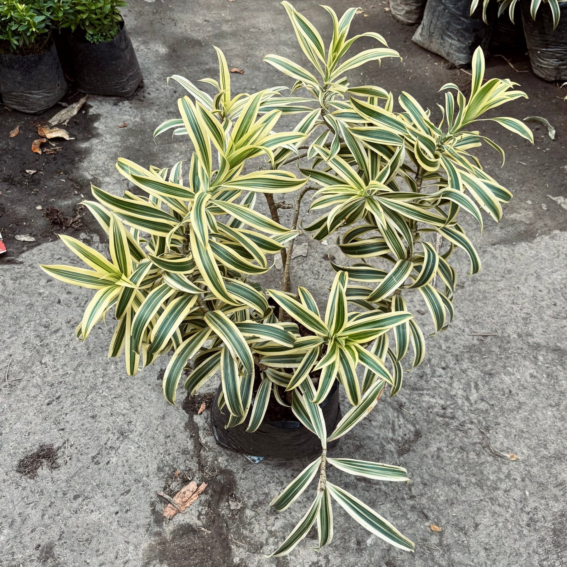 Dracaena Reflexa Variegada - Canción De La India - Vivero Florecer