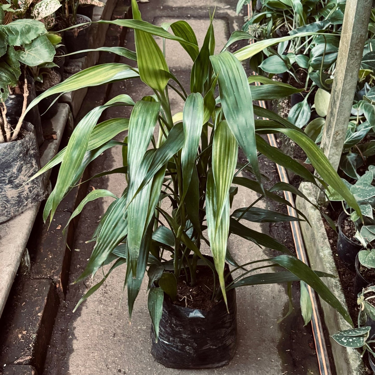 Dracaena Sanderiana - Vivero Florecer