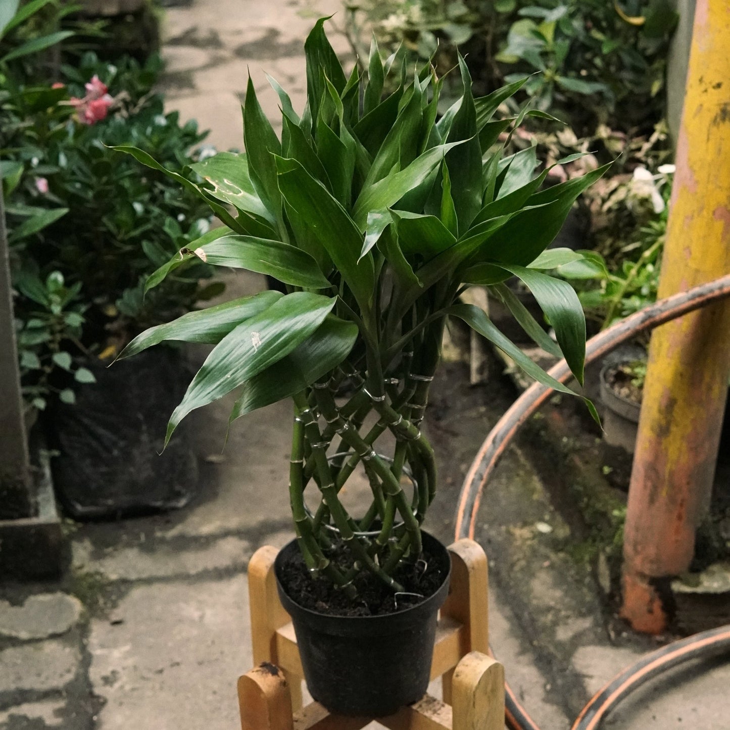 Dracaena sanderiana Trenzada Lucky Bambú - Vivero Florecer