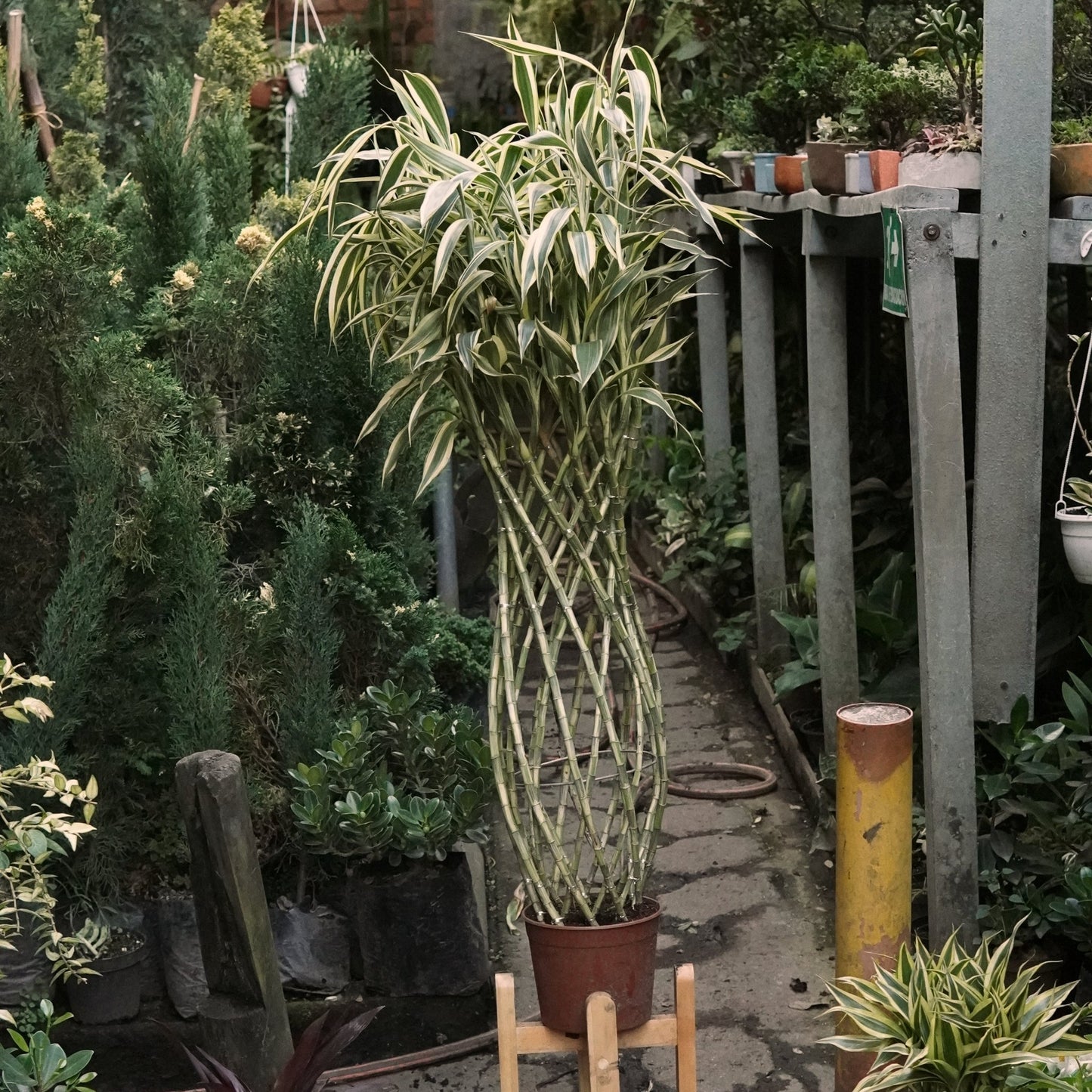 Dracaena sanderiana Trenzada Lucky Bambú - Vivero Florecer