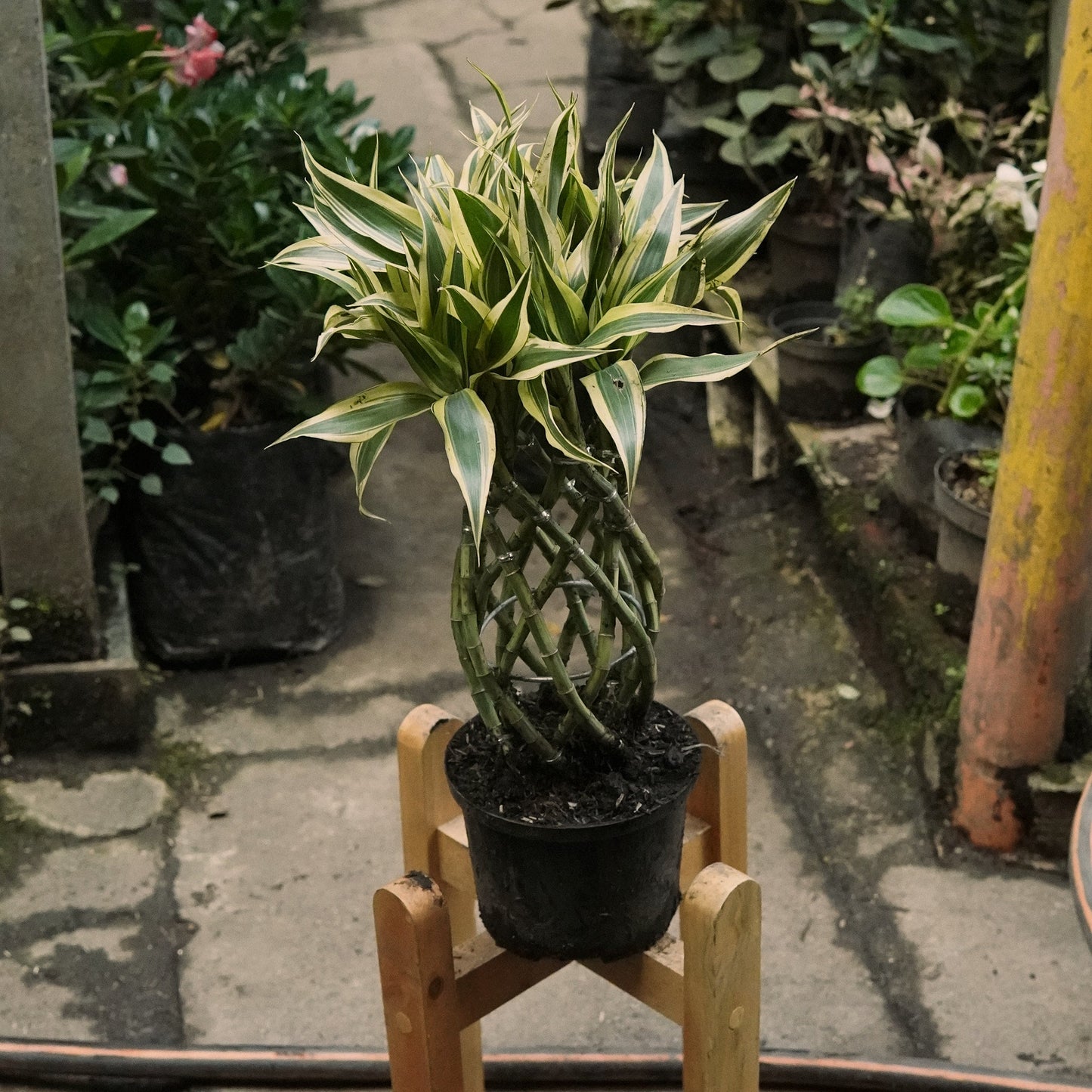 Dracaena sanderiana Trenzada Lucky Bambú - Vivero Florecer