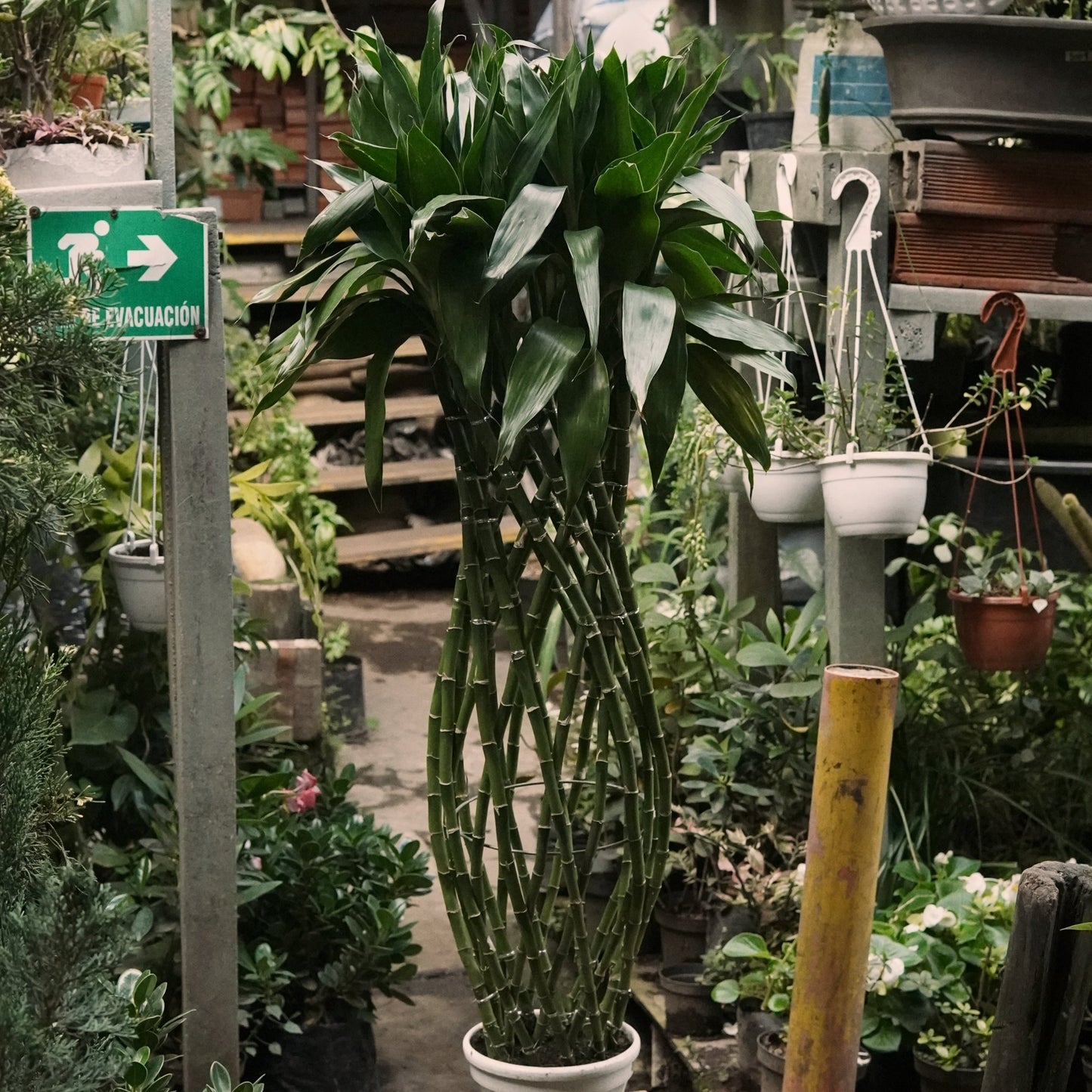 Dracaena sanderiana Trenzada Lucky Bambú - Vivero Florecer