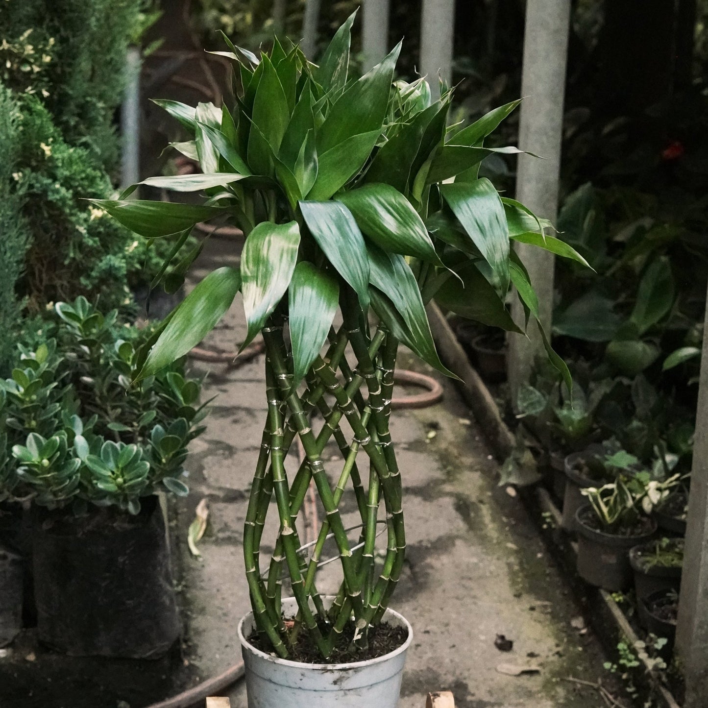 Dracaena sanderiana Trenzada Lucky Bambú - Vivero Florecer