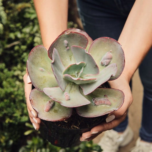 Echeveria Etna Grande - Vivero Florecer