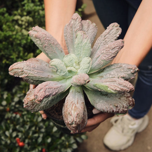 Echeveria Linguas Grande - Vivero Florecer