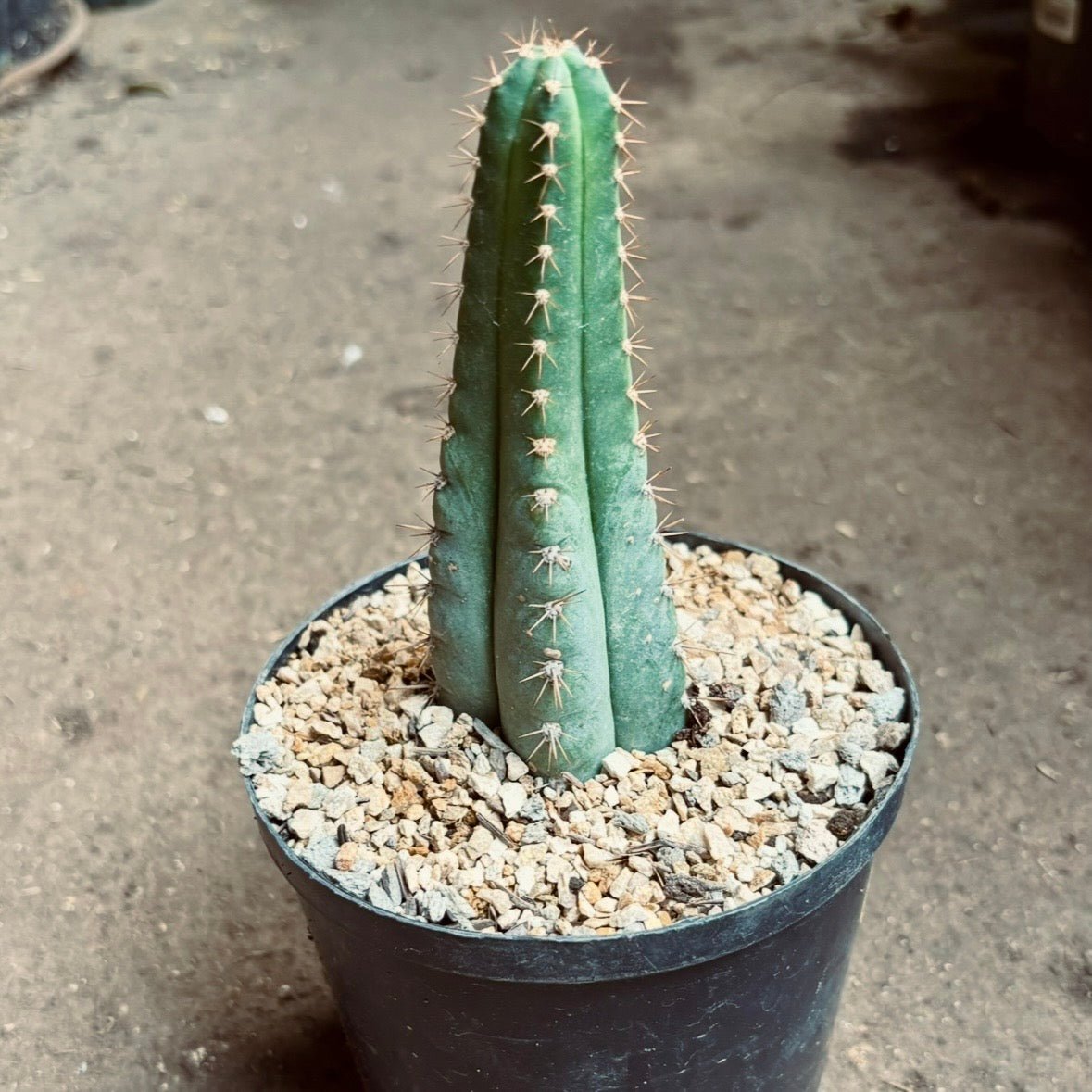 Echinopsis Pachanoi - Cactus San Pedro - Vivero Florecer