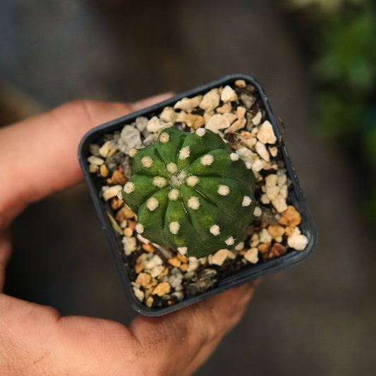 Echinopsis Subdenudata Fuzzy Navel - Vivero Florecer