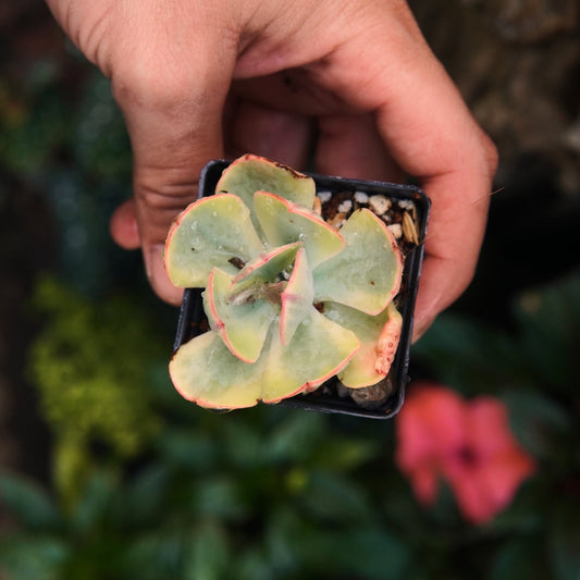 Enfant Variegada - Vivero Florecer