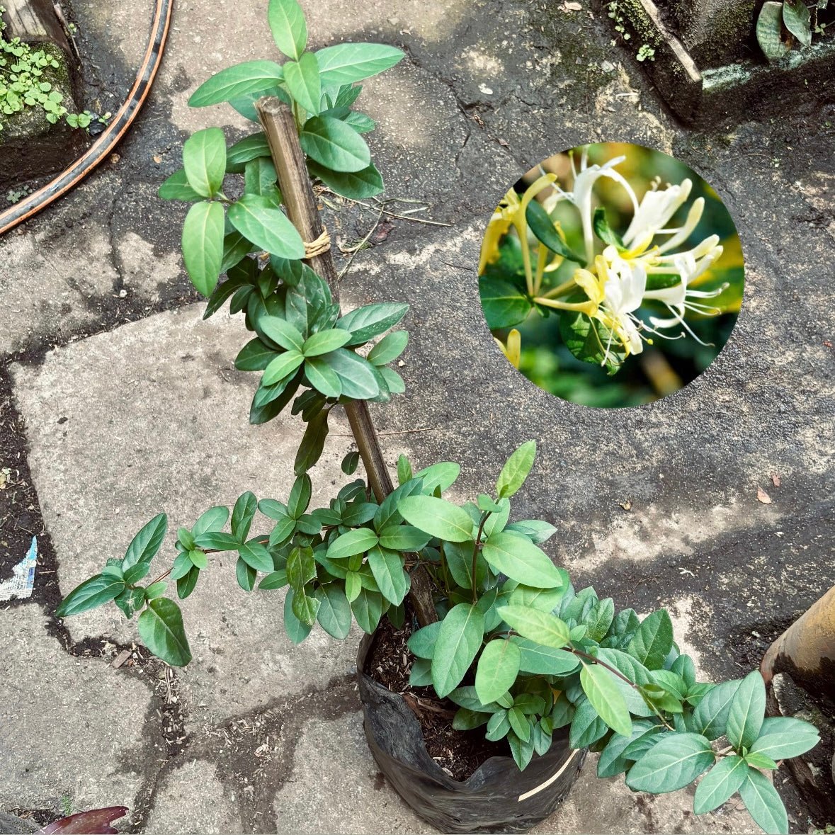 Enredaderas - Vivero Florecer