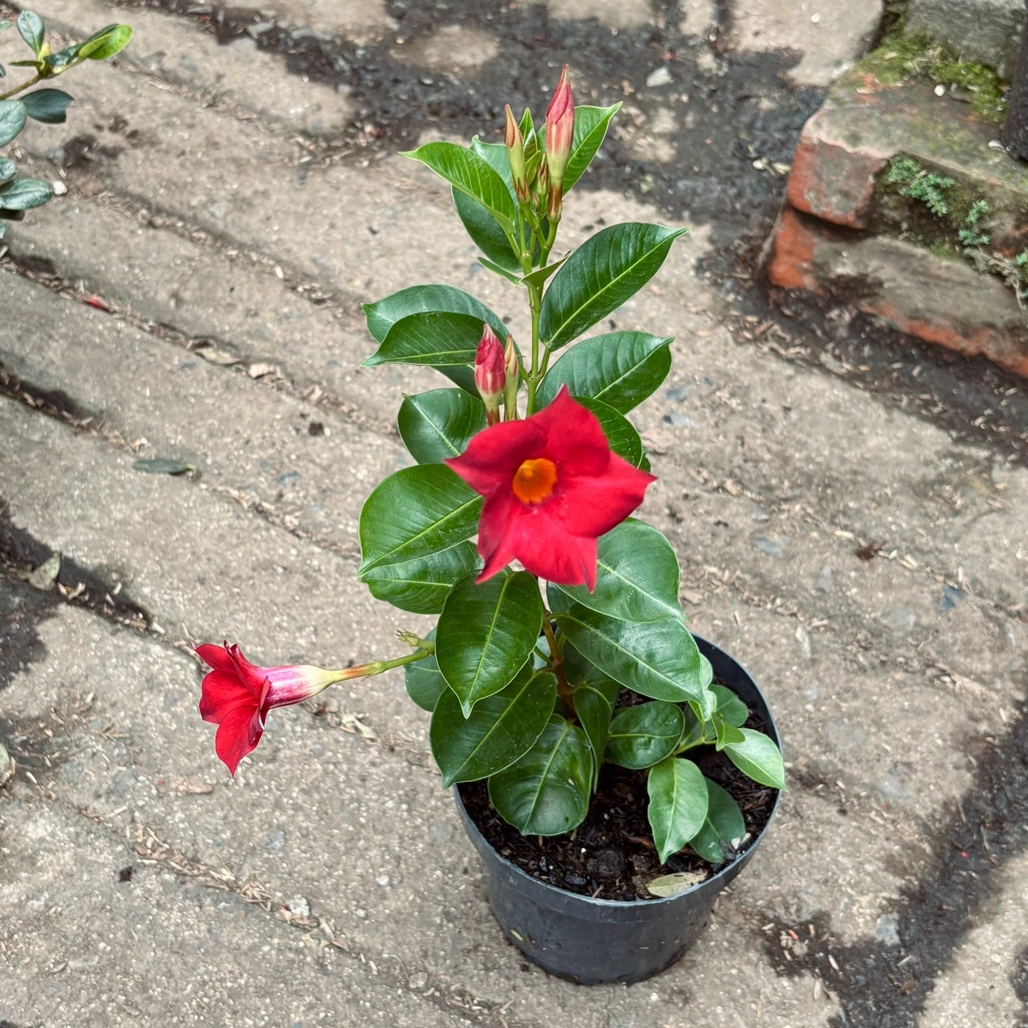 Enredaderas - Vivero Florecer