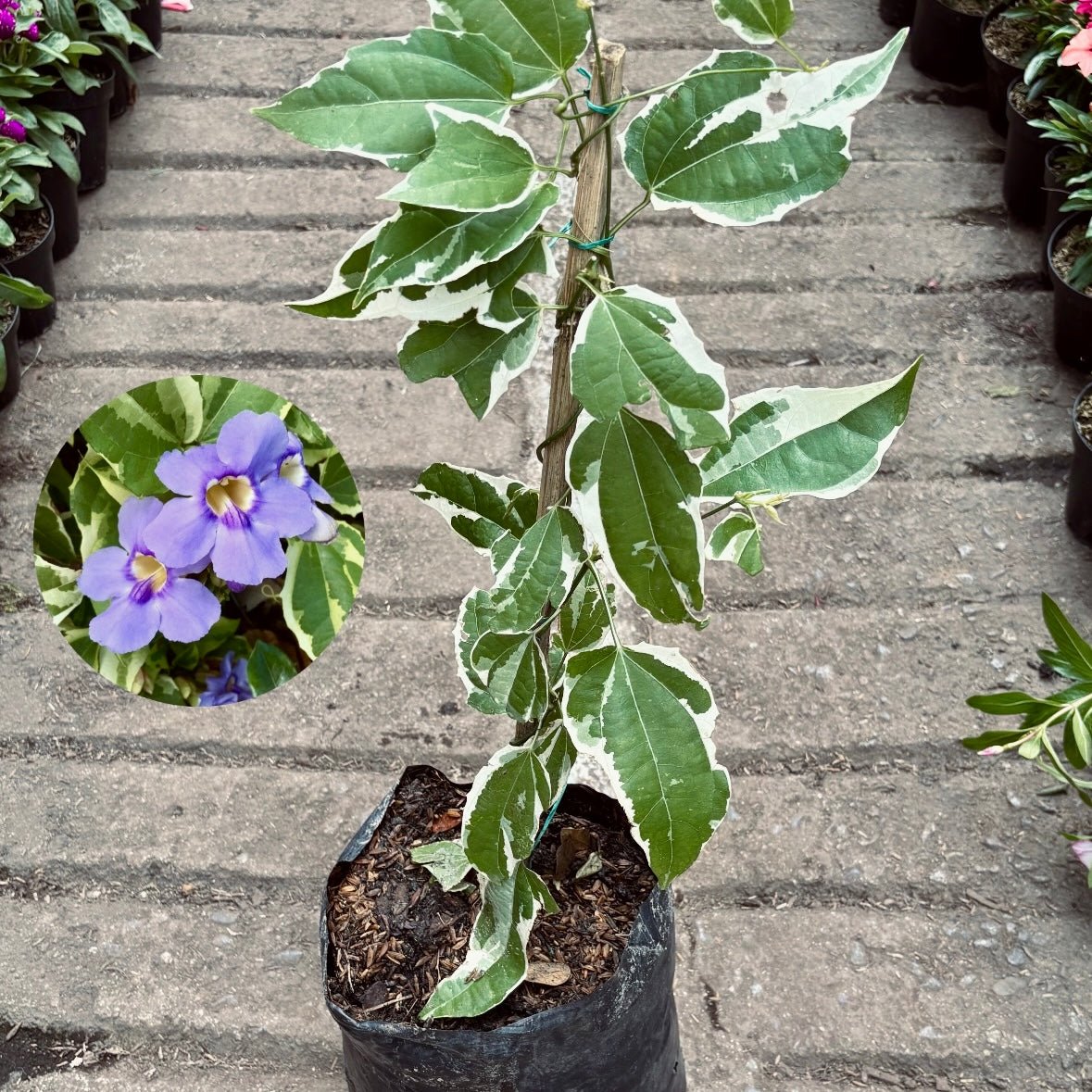 Enredaderas - Vivero Florecer