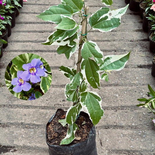 Enredaderas - Vivero Florecer