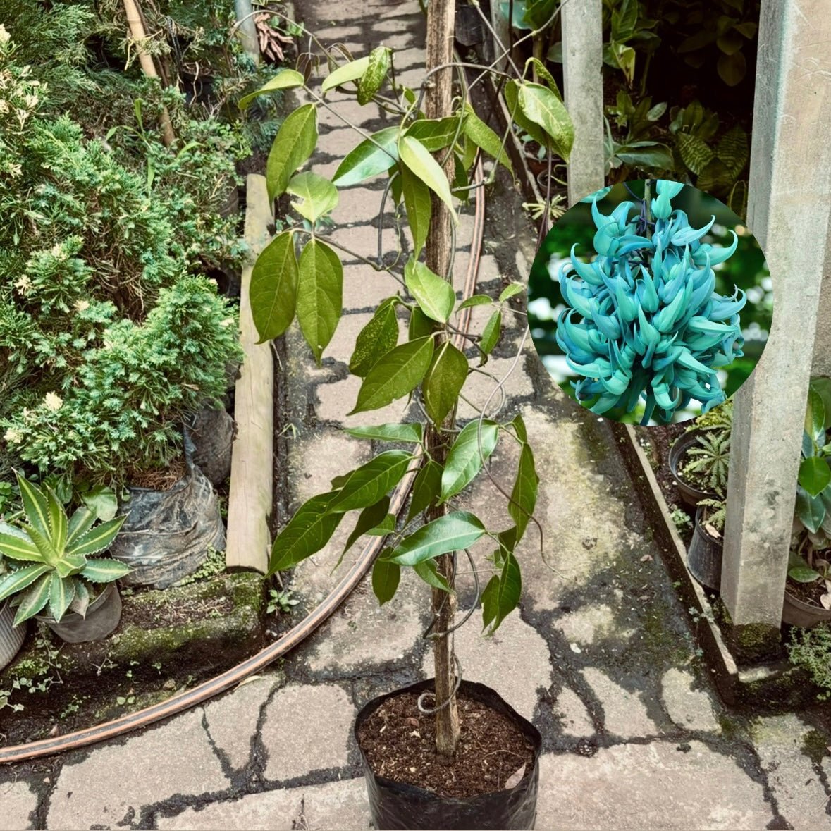 Enredaderas - Vivero Florecer