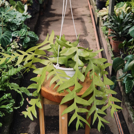 Epiphyllum Chrysocardium - Vivero Florecer