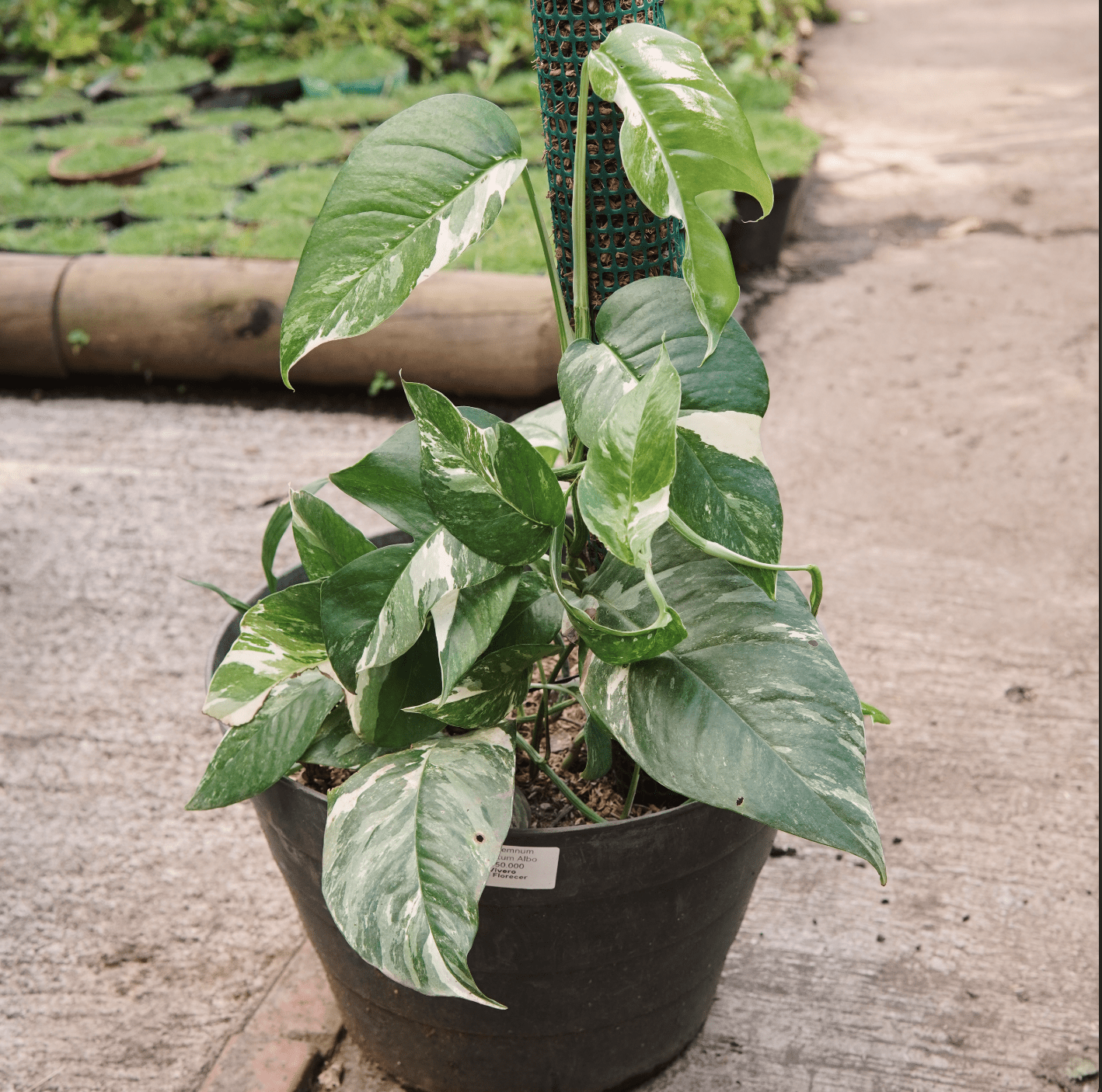 Epipremnum Pinnatum Albo Variegado - Vivero Florecer