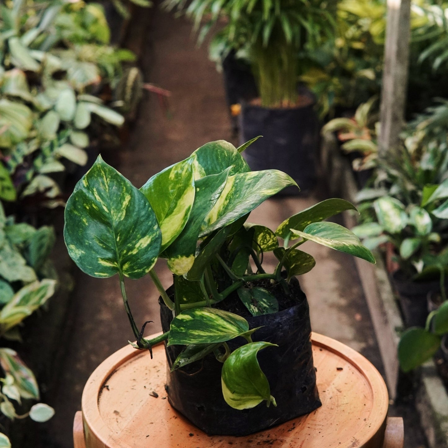 Epipremnum Pothos Golden - Vivero Florecer
