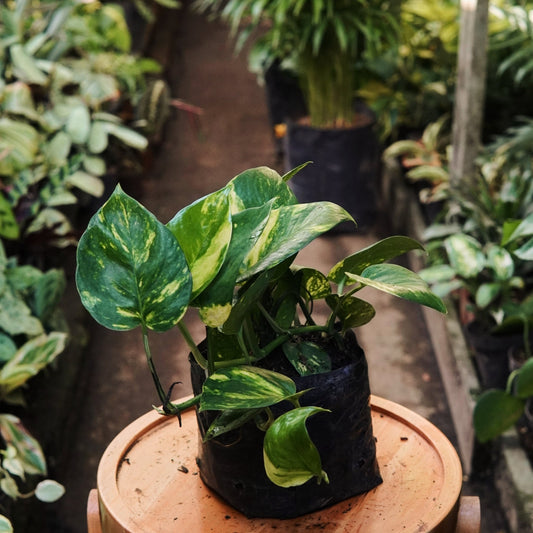 Epipremnum Pothos Golden - Vivero Florecer