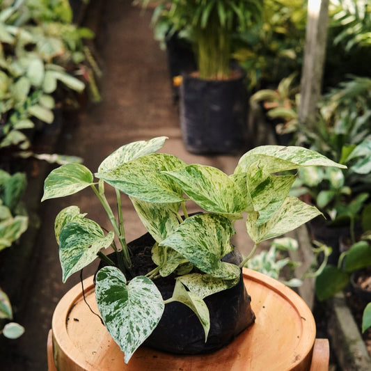 Epipremnum Pothos Marble Queen - Vivero Florecer