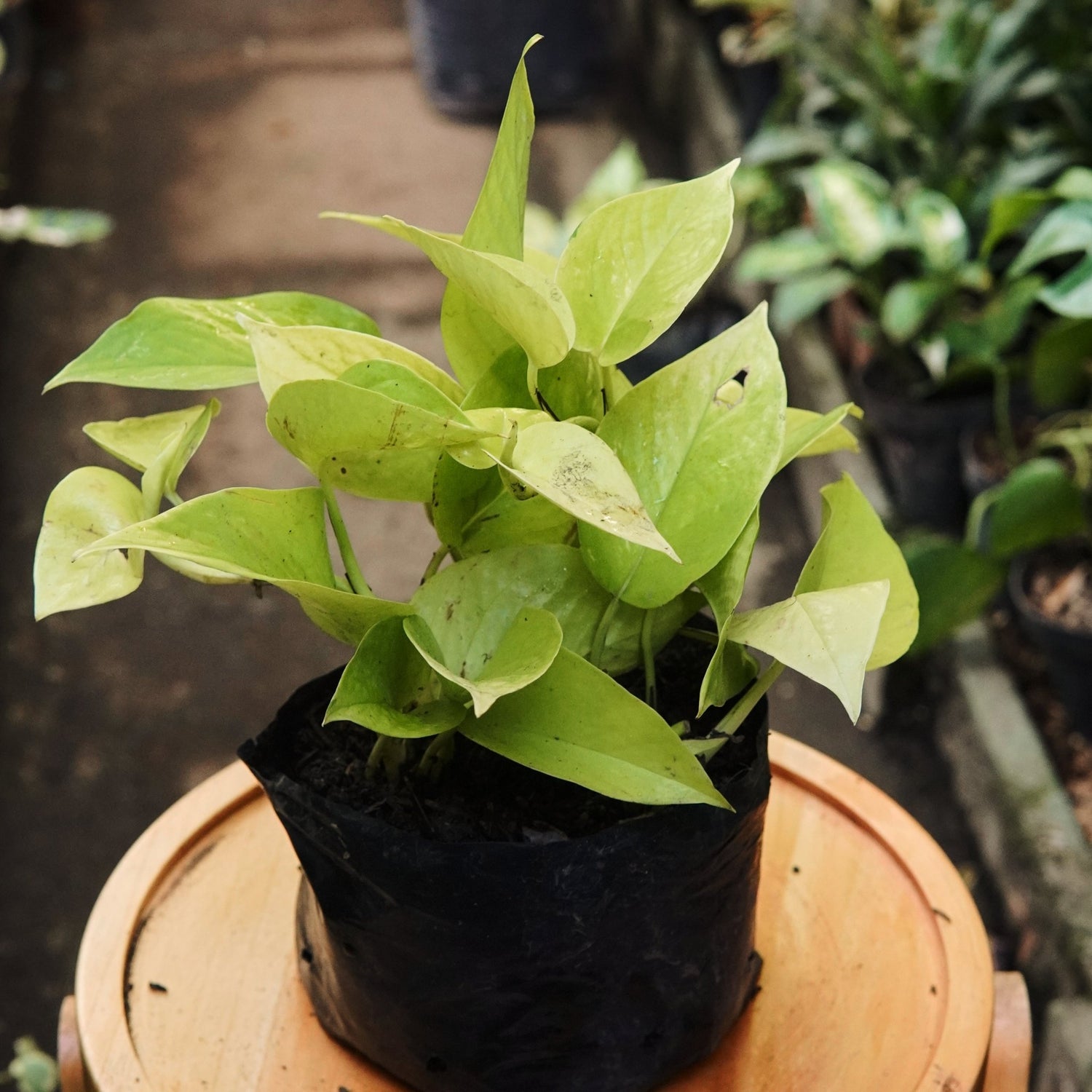 Epipremnum Pothos Neon - Vivero Florecer