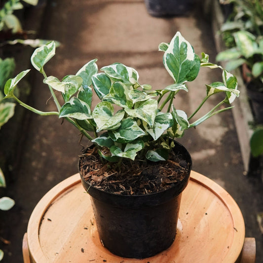 Epipremnum Pothos N’Joy - Vivero Florecer
