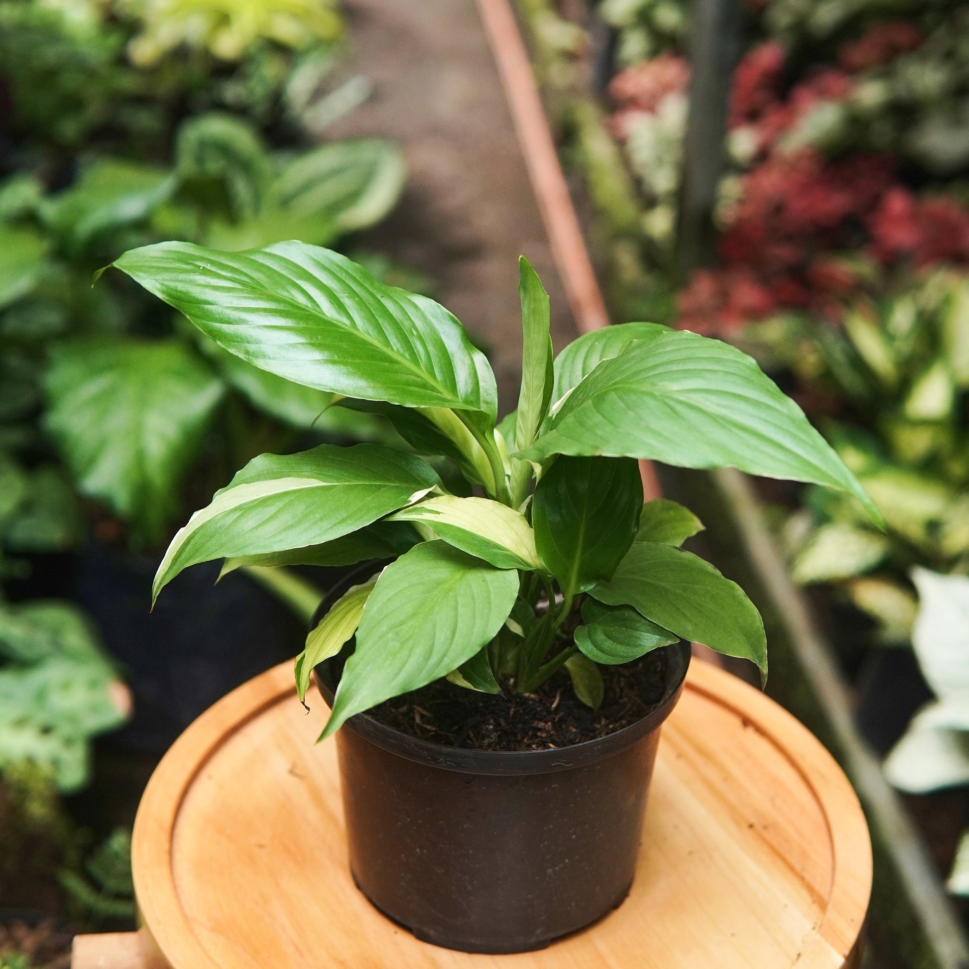 Espatifilo Picasso - Vivero Florecer