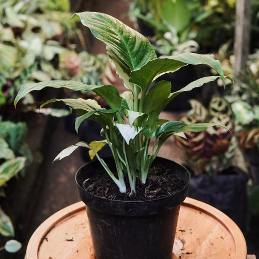 Espatifilo Picasso - Vivero Florecer