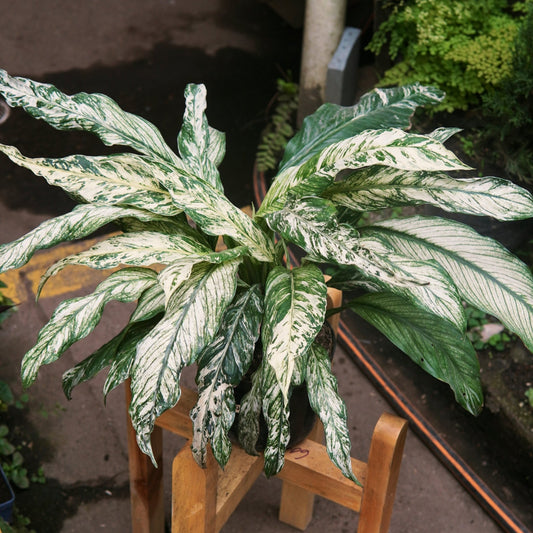 Espatifilo Sensación Variegado - Vivero Florecer