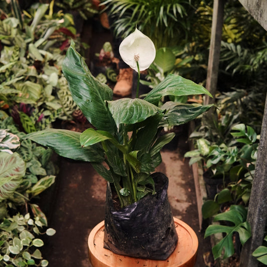 Espatifilo Wallisii - Vivero Florecer
