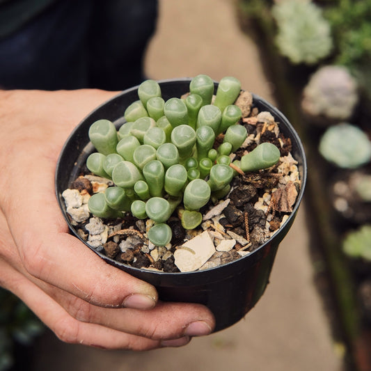 Fenestraria Rhopalophylla “Dedos de bebé” - Vivero Florecer
