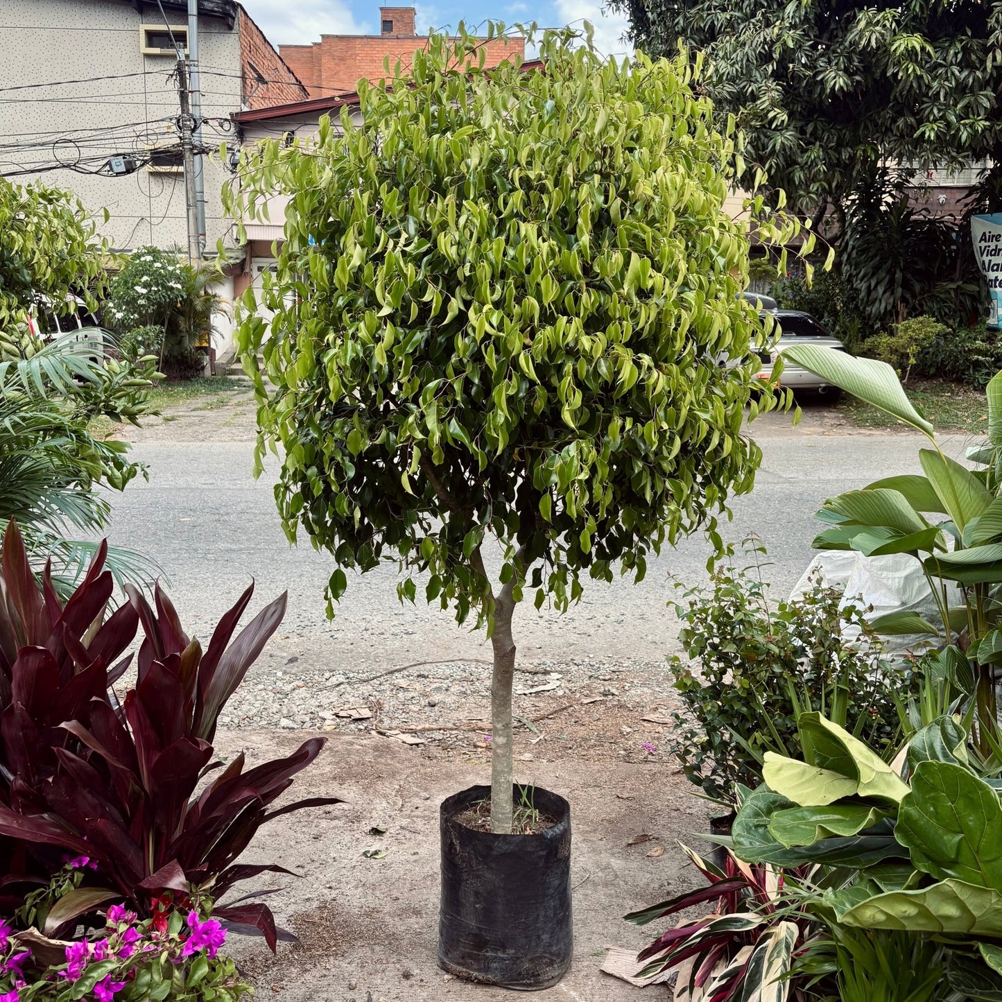 Ficus Benjamina - Vivero Florecer