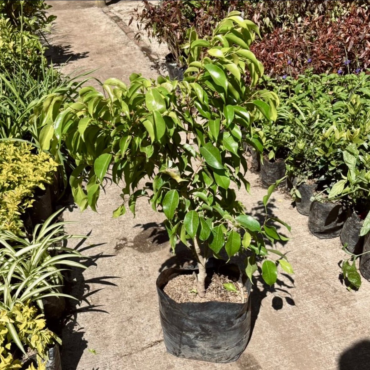 Ficus Benjamina - Vivero Florecer