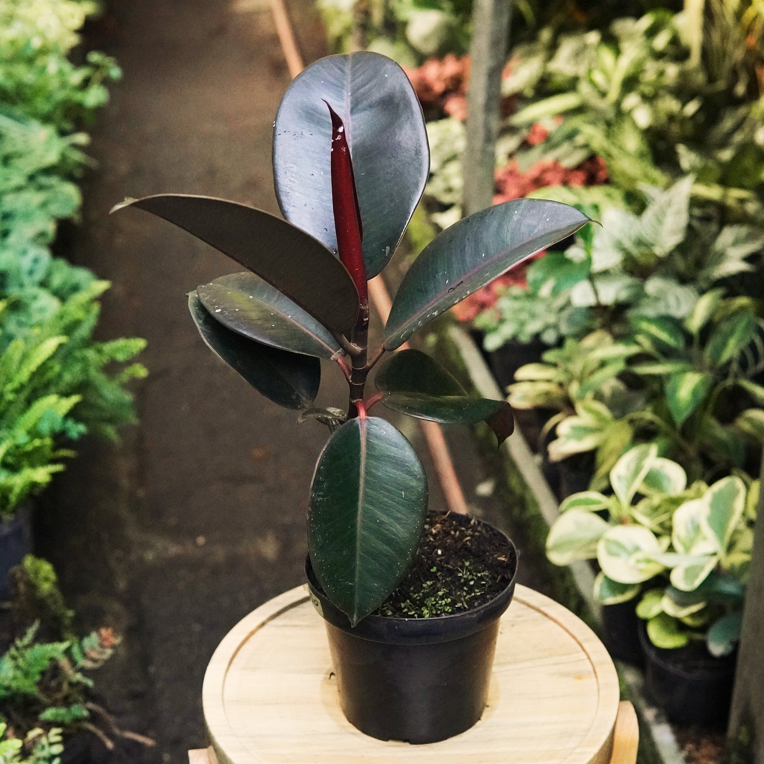 Ficus Elástica Black Knight - Vivero Florecer