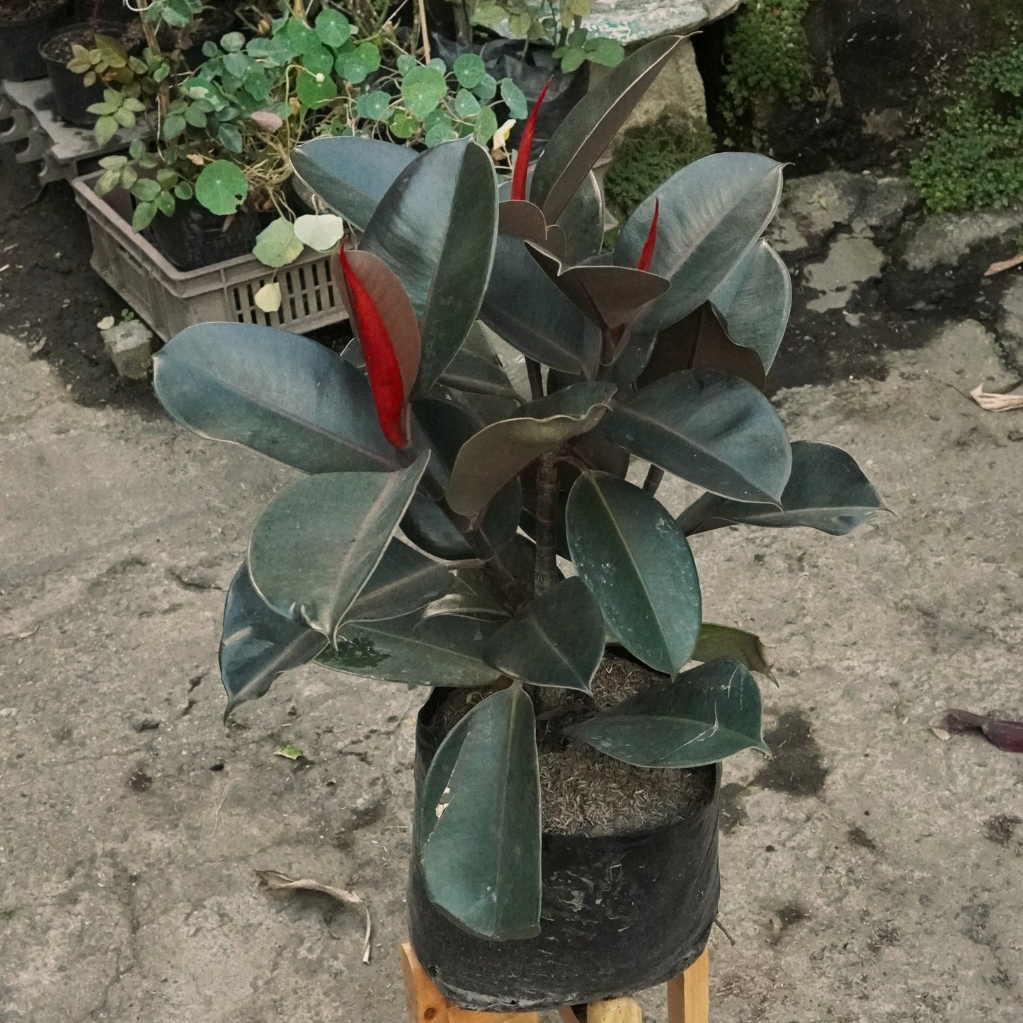 Ficus Elástica Black Knight - Vivero Florecer