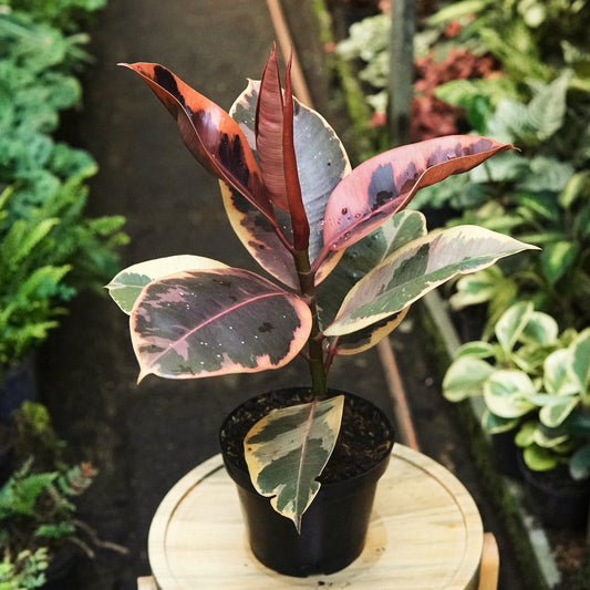 Ficus Elástica Ruby - Vivero Florecer
