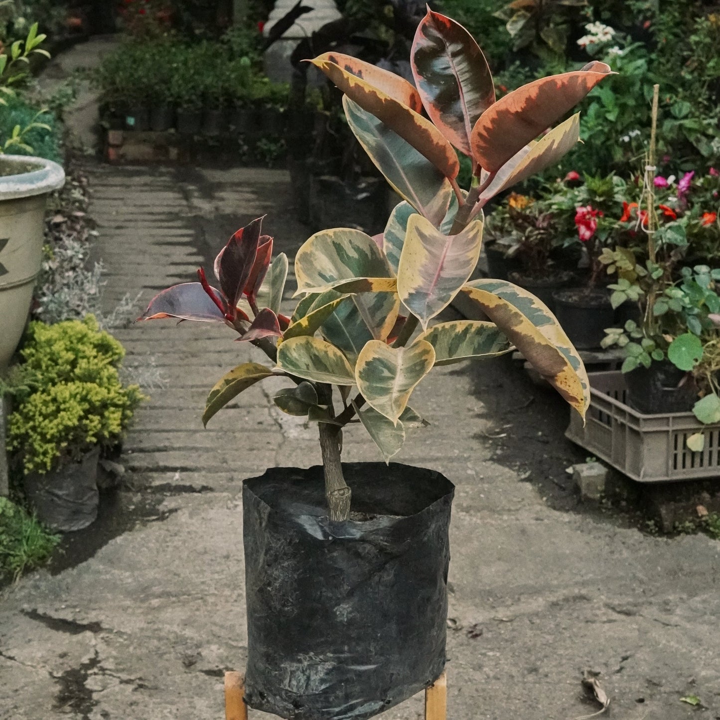 Ficus Elástica Ruby - Vivero Florecer