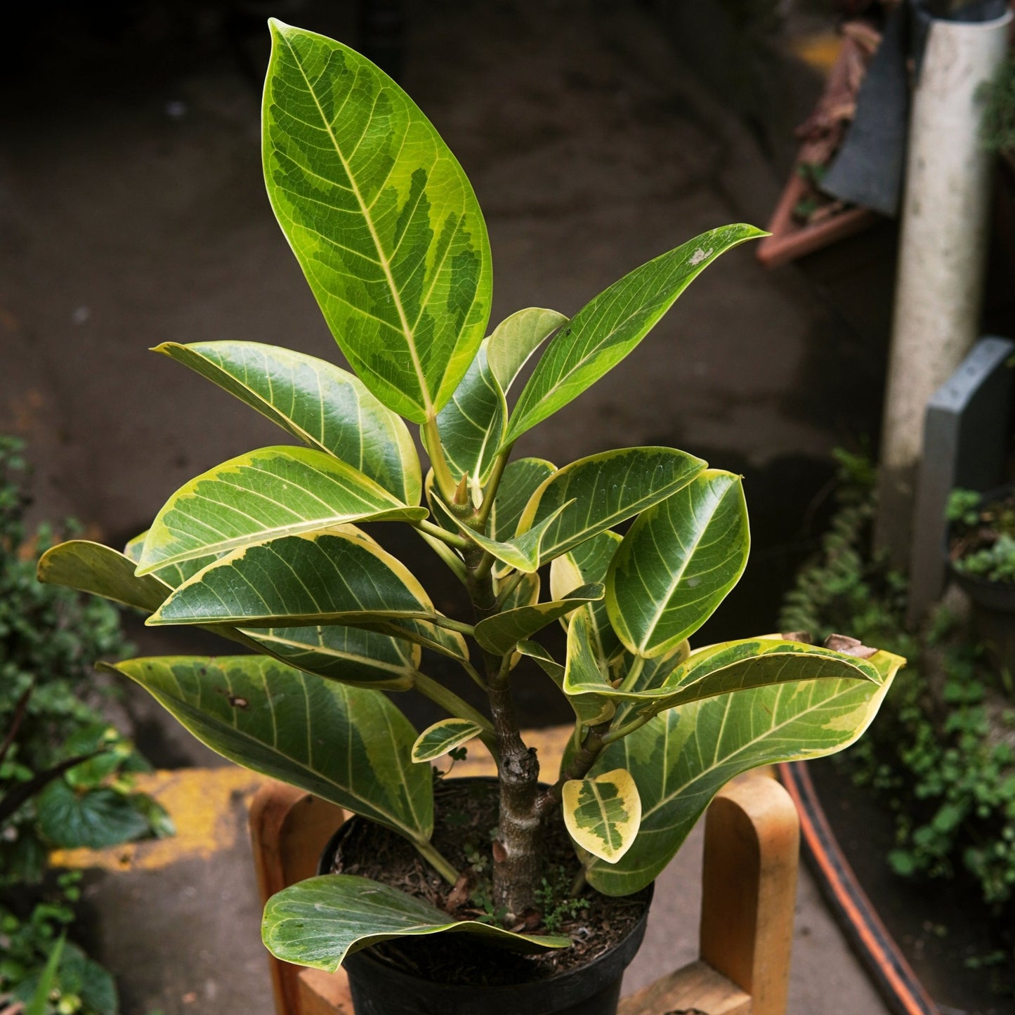 Ficus Elástica Yellow Gem - Vivero Florecer