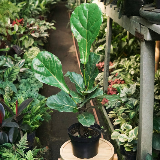 Ficus Lyrata - Vivero Florecer