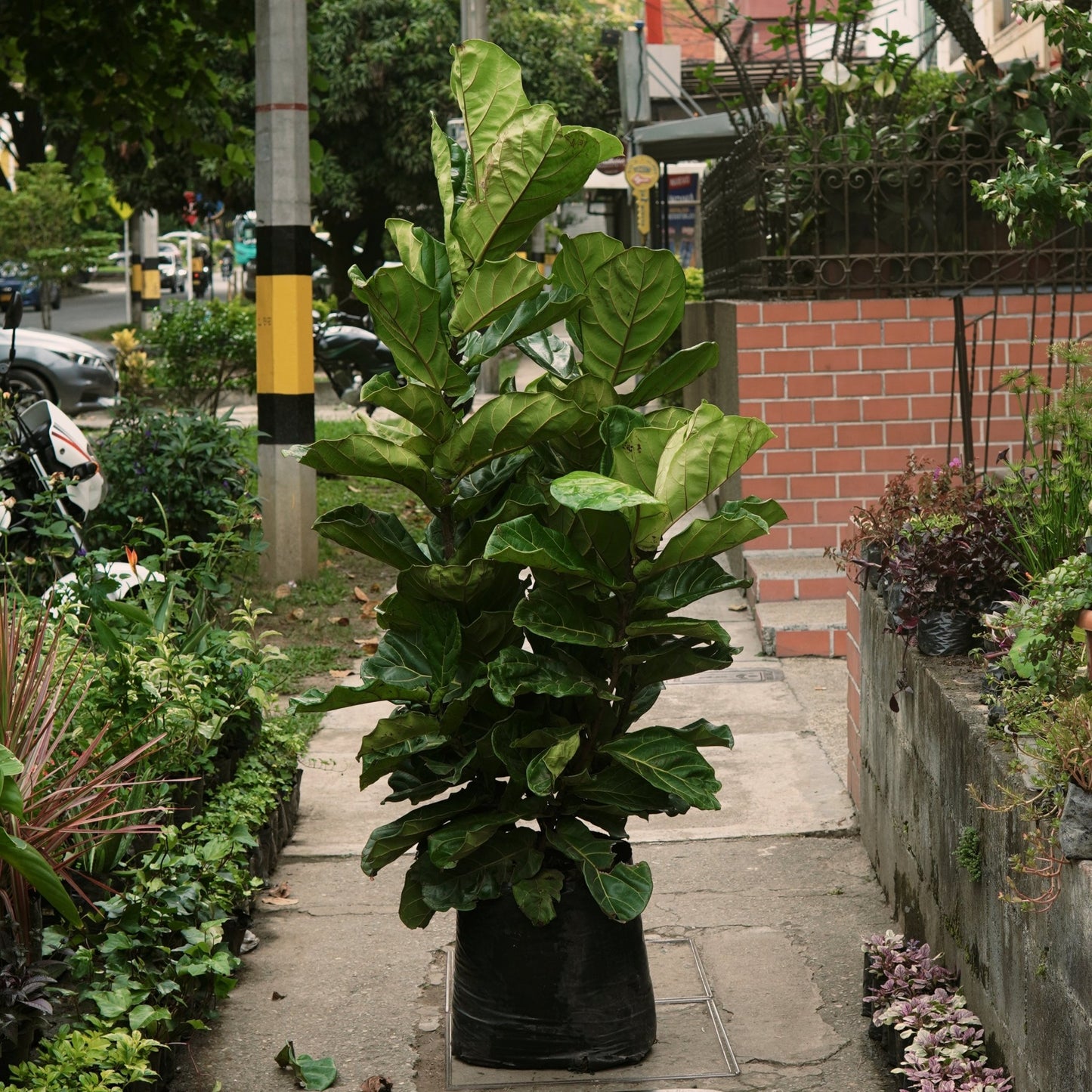 Ficus Lyrata - Vivero Florecer