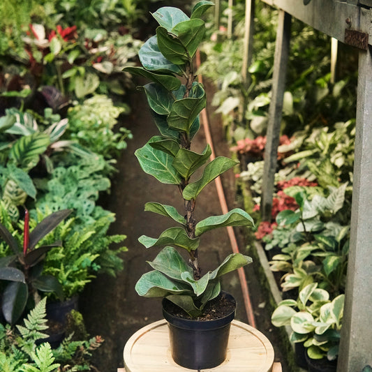 Ficus Lyrata Bambino - Vivero Florecer