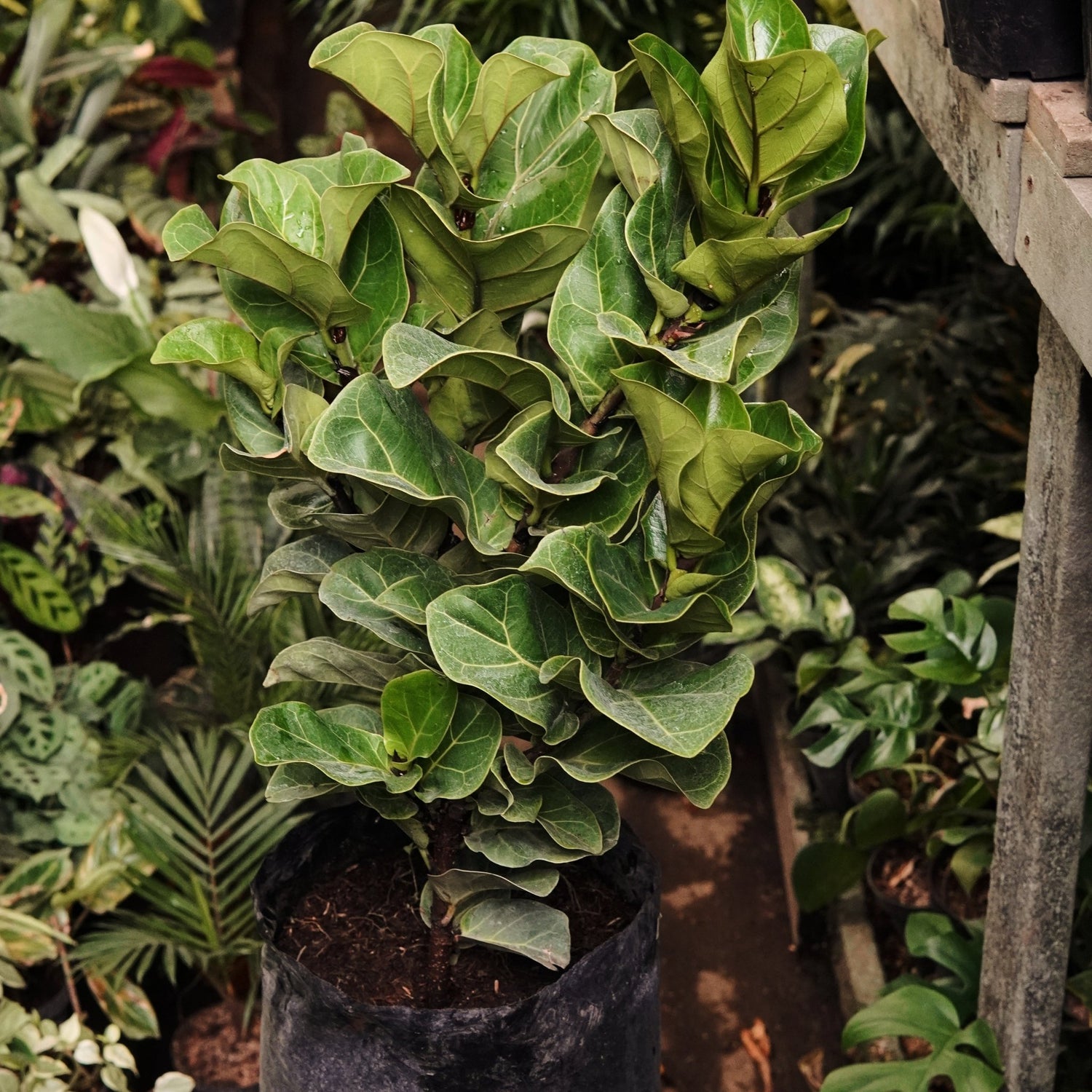Ficus Lyrata Bambino Grande - Vivero Florecer