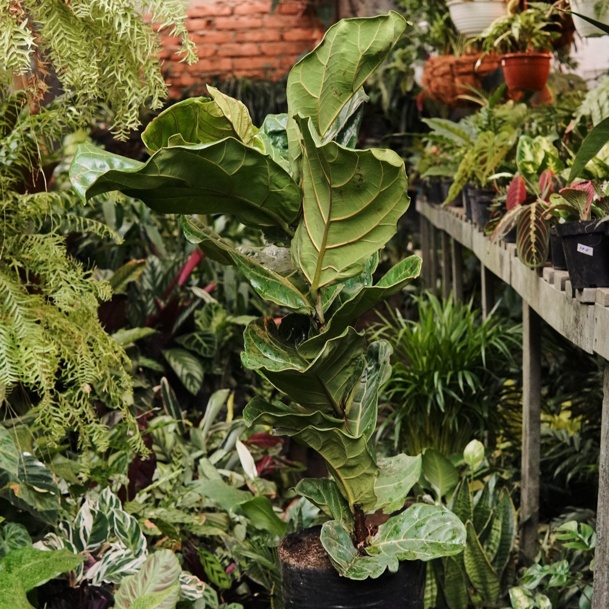 Ficus Lyrata Grande - Vivero Florecer